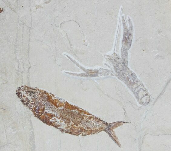 Cretaceous Lobster (Pseudostacus) & Fish - Lebanon #39206